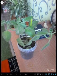 Комнатный лимонник отдам