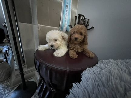 Щенки мальтипу