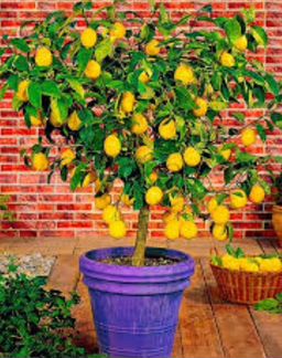 Мандарин,Лимон Мейера, Апельсин вашингт., кумкват