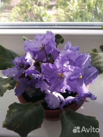 Фиалка (детки фиалки)