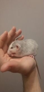 Крыса дамбо с клеткой и кормом