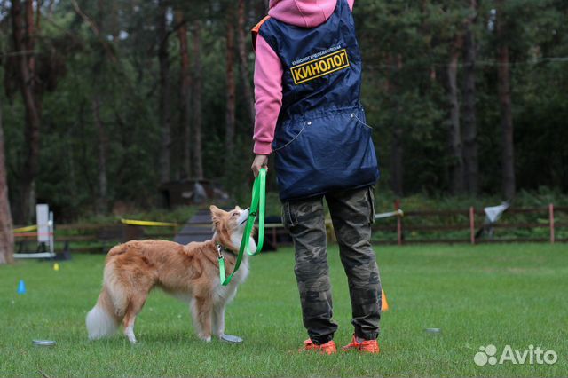 Воспитание, Дрессировка собак