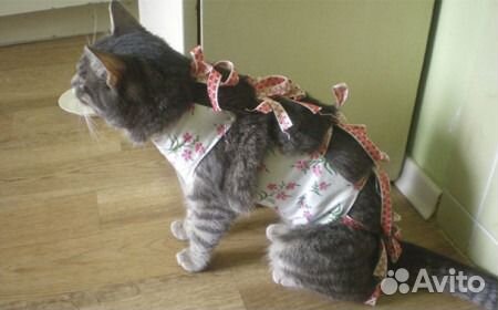 Стерилизация кошки с доставкой на дом