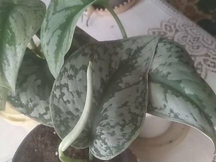 Сциндапсус Треби,эпипремнум Ауреум Н Джой