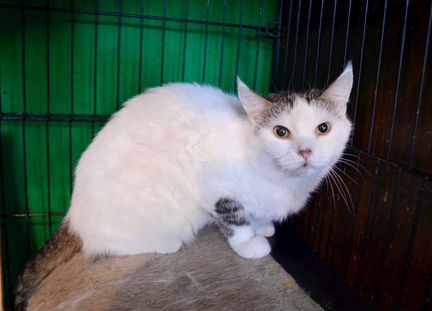 Кошка сиротка Букля два года не выходит из клетки