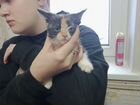 Котята в добрые руки,помесь с Мейн-Куном) объявление продам