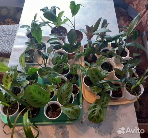 Комнатные растения