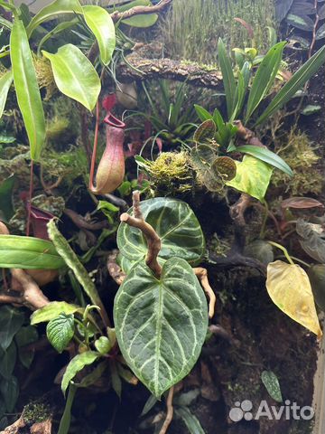 Растения для террариума / флорариума