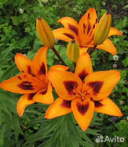 Лилейники, карлик лилейники, лилии