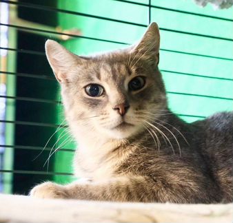 Дымка в дар добрым людям