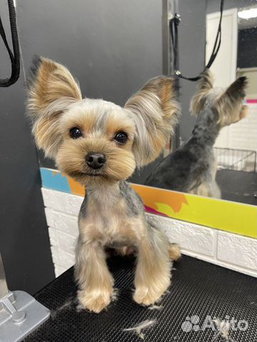 Стрижка собак и кошек в Бутово