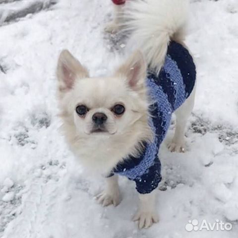 Вязка кобель чихуахуа