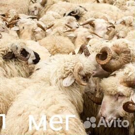 Овцы бараны на акика Курбан байрам