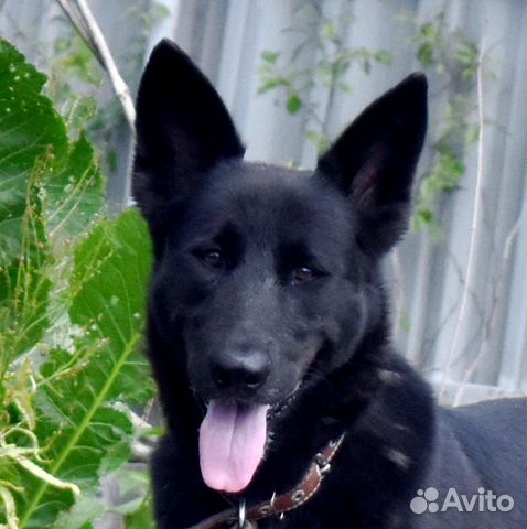 Метис малинуа, мальчик - в добрые руки