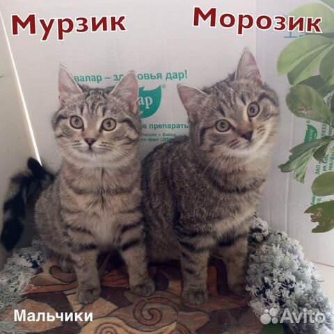 Два котенка мальчики ок. 4 мес