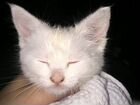 Белый британец котенок объявление продам