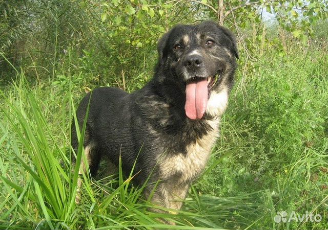 Тотоша: красота, доброта, сила, мудрость