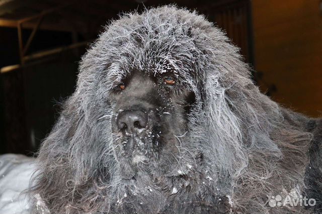 Тибетский мастиф