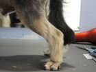 Стрижка собак на дому профессиональный грумер объявление продам