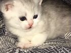Котёнок-кот Британская шиншилла объявление продам