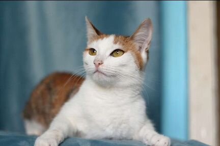 Кошечка Алиса в добрые руки