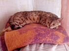 Котята от Бенгальской кошки объявление продам