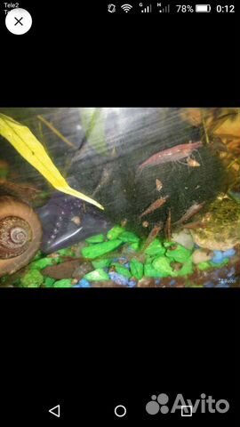 Аквариумные креветки