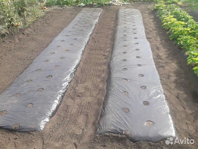 Пленка мульчирующая для клубники