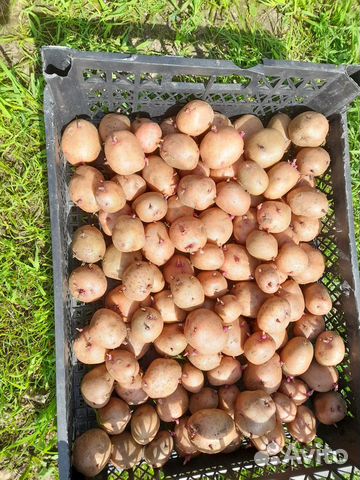 Картофель на посадку и еду