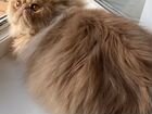 Персидский кот для вязки