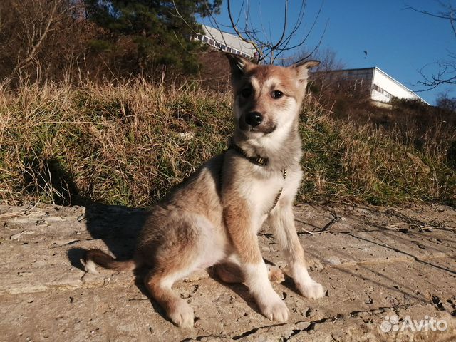 Щенок в добрые руки
