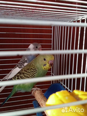 Молодые волнистые попугаи