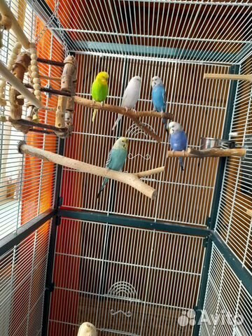 Клетка-вольер для птиц Германия