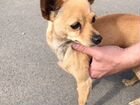 Найдена собака объявление продам