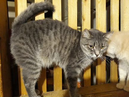 Кошка Лиза ищет дом, стерилизована