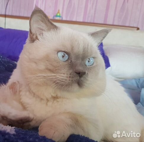Кот на вязку