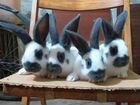 Кролики на племя объявление продам