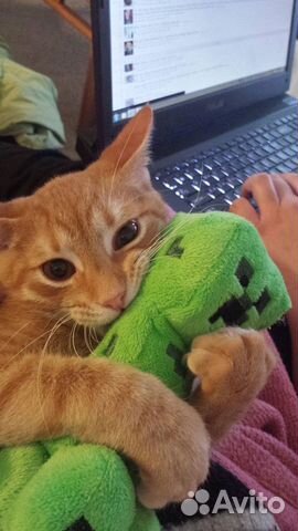 Передержка котов/кошек