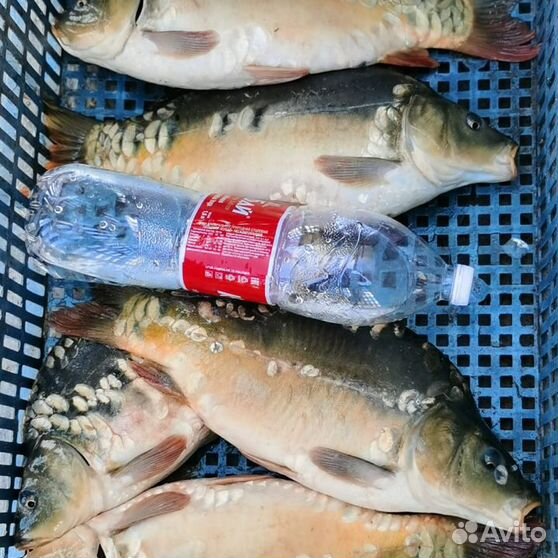 карпы авито. карпы авито. малек янтарной форели. фото карпика. картина 9 карпов фен шуй.