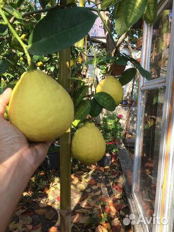 Лимон Пандероза