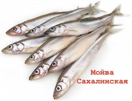 Мойва Сахалинская крупная белая свежий вылов 2023г