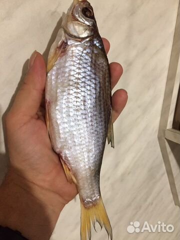 Рыба вяленая домашний посол