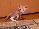 Продаются котята породы Донской сфинкс объявление продам