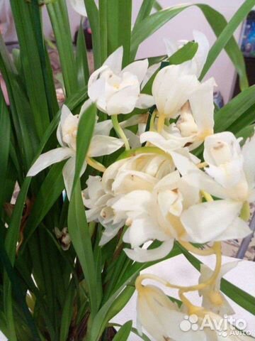 Орхидея цимбидиум