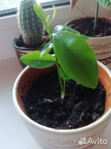 Мандарин двойной, Марокко