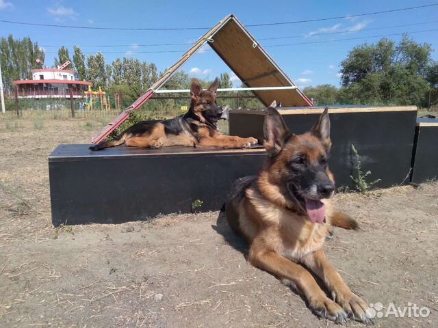 Услуги кинолога