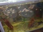 Рыбки аквариумные с собственной разводни