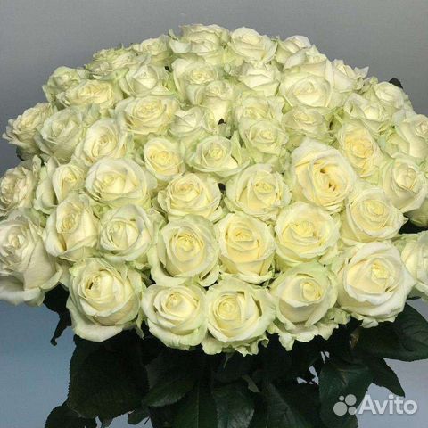 Букеты из 101 розы, роза 15,25,51,101,розы, цветы