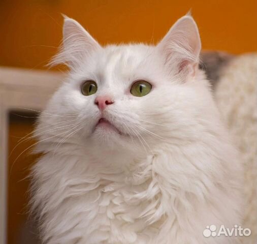 Кеша ищет дом