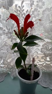 Комнатные цветы. Эсхинантус